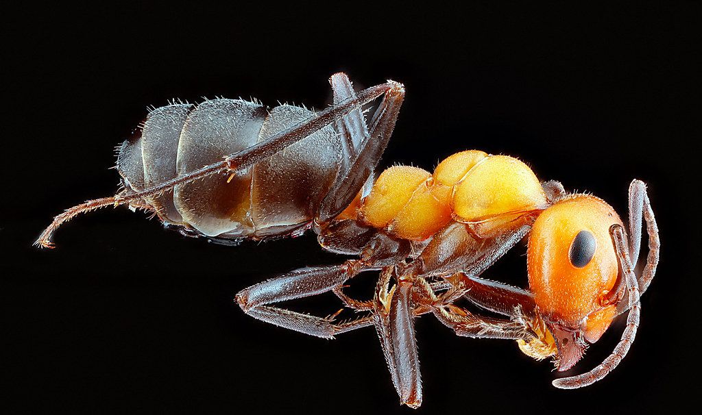 Ant Control service in Lincoln, NE