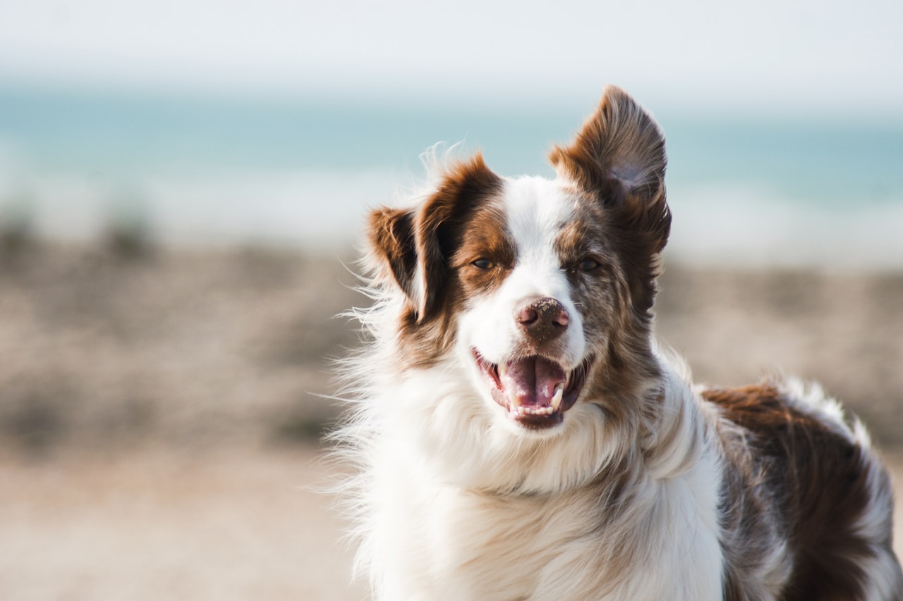Flea & Tick Control service in Lincoln, NE
