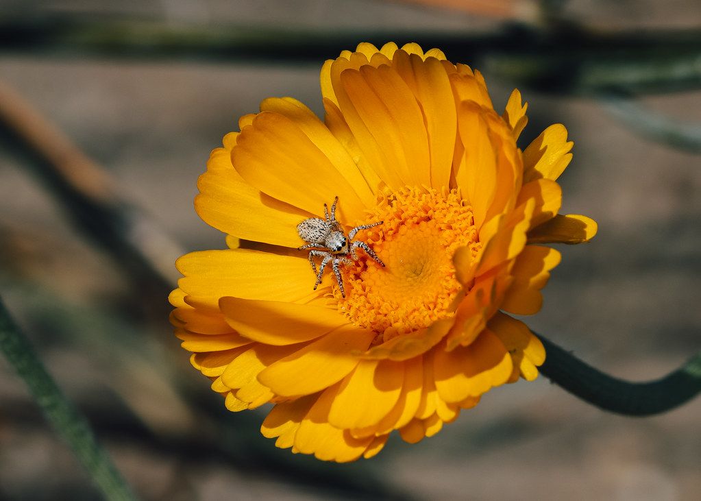 Spider Control service in Lincoln, NE